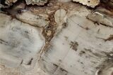 Free-Standing,Polished Petrified Wood - McDermitt, Oregon #382178-1